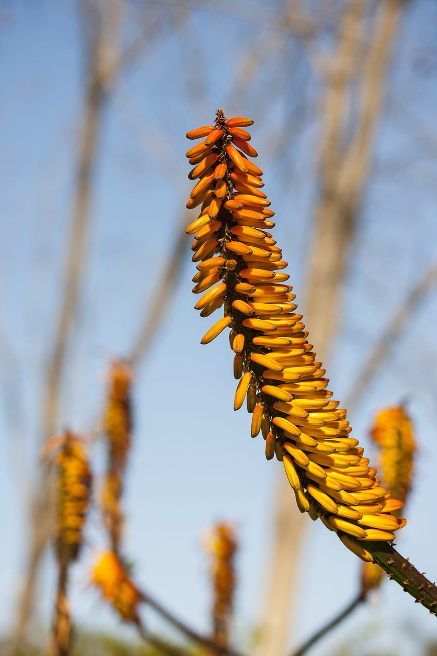 Vibrant Orange Aloe Flower Spike Against Blue Sky