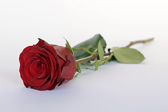 Single red rose lying on white background