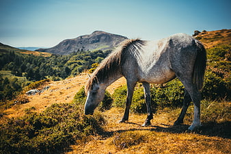 Grey Horse Grazing on Mountain Hillside