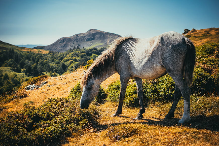 Grey Horse Grazing on Mountain Hillside