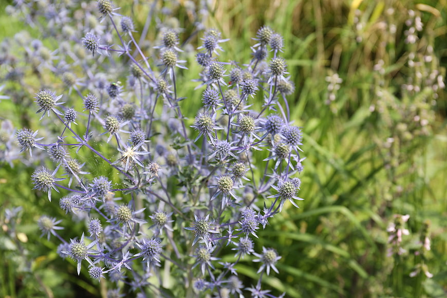 Close-up of purple sea holly flowers in a natural meadow