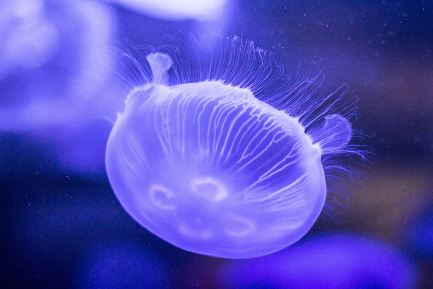 Glowing Moon Jellyfish in Deep Blue Ocean Water
