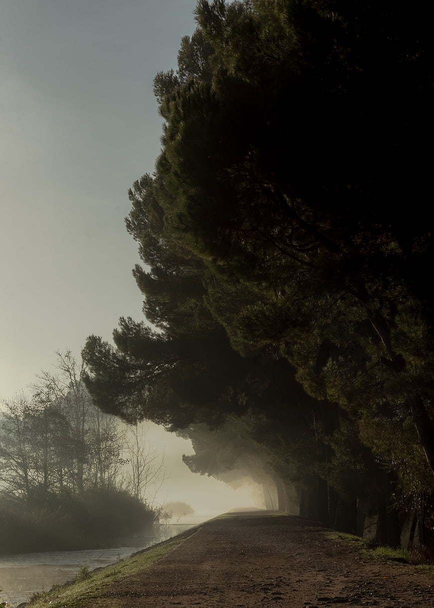 Misty Forest Road at Dawn with River