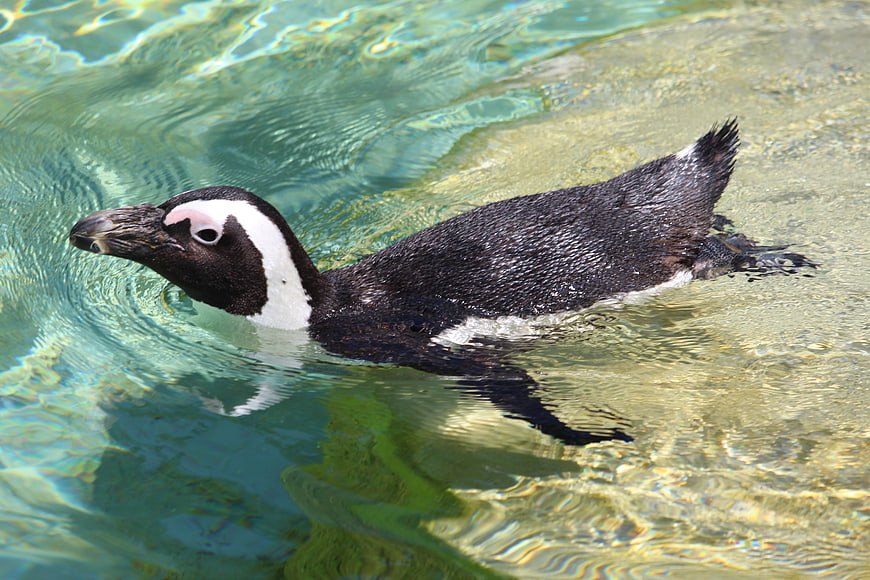 African Penguin Swimming in Clear Turquoise Water