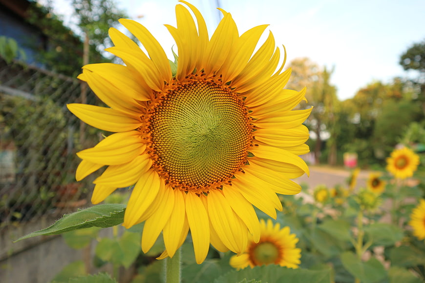 Close-up of a vibrant yellow sunflower in a garden