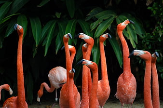 Vibrant Pink Flamingos with Long Necks in Tropical Setting