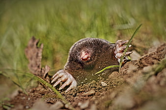 Close-up of a mole emerging from a burrow in a grassy meadow