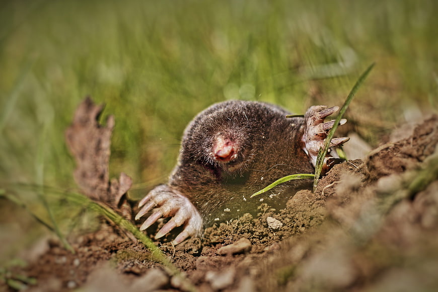 Close-up of a mole emerging from a burrow in a grassy meadow