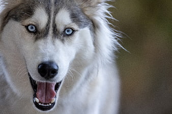 Close-up portrait of a Siberian Husky with blue eyes