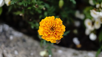 Close-up of a vibrant orange marigold flower in a garden