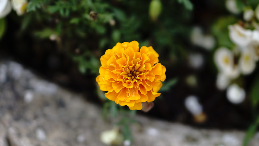 Close-up of a vibrant orange marigold flower in a garden