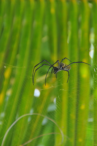 Golden silk orb-weaver spider on web in green grass