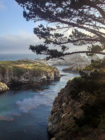 Scenic coastal cove with pine tree framing rocky cliffs
