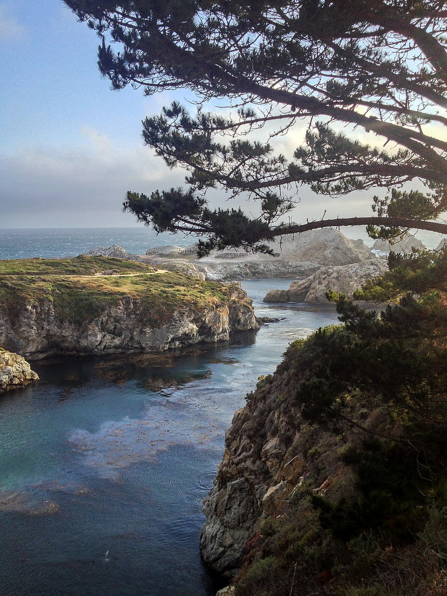 Scenic coastal cove with pine tree framing rocky cliffs
