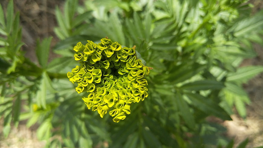 Close-up of a vibrant yellow-green marigold flower bud