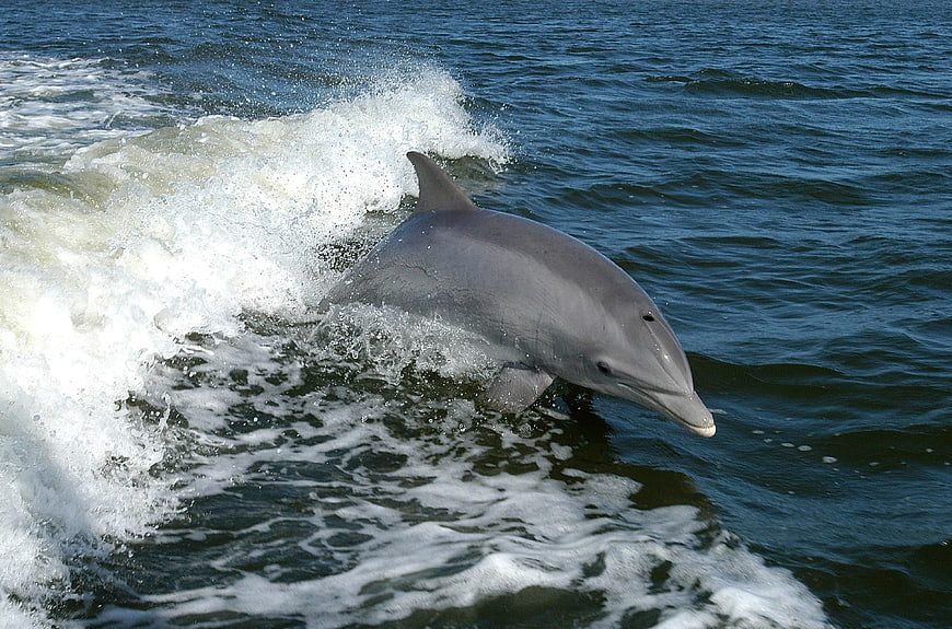 Bottlenose Dolphin Swimming Through Ocean Wake