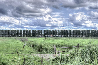 Dramatic Dutch landscape with green meadow and tall trees