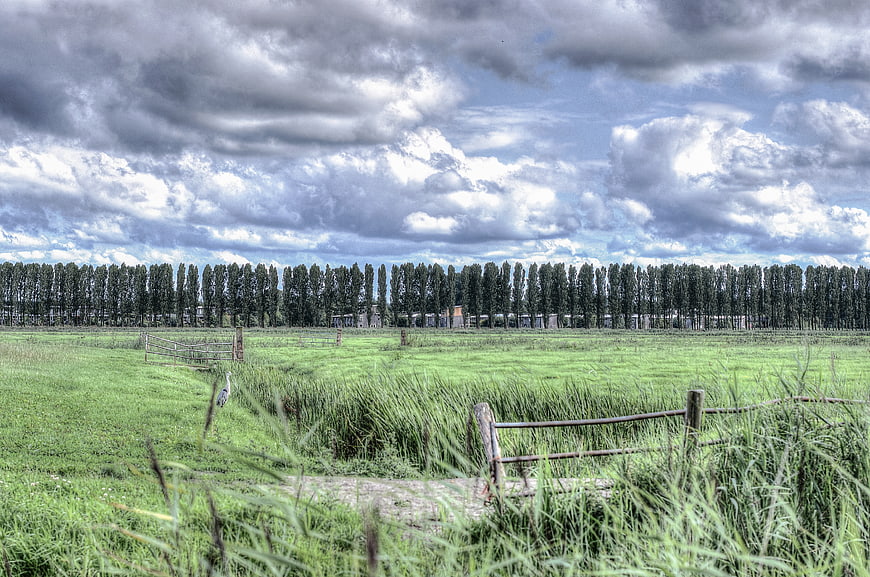 Dramatic Dutch landscape with green meadow and tall trees