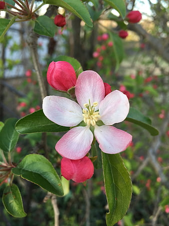 Close-up of blooming pink apple blossom with buds