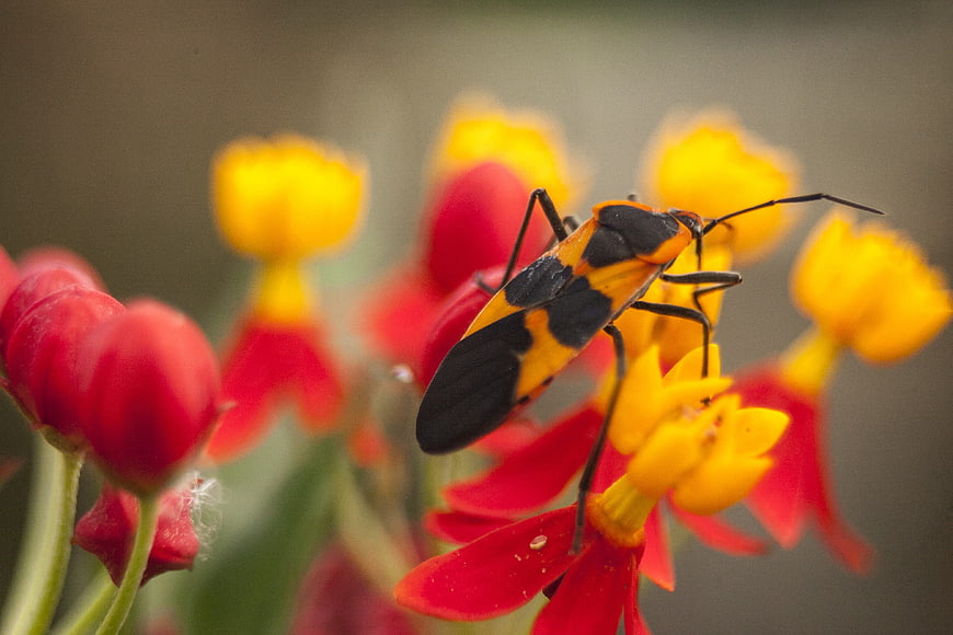 Macro of Black and Orange Insect on Red and Yellow Flowers