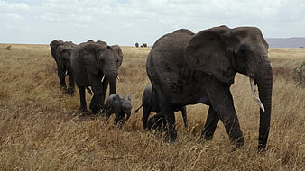 African Elephant Herd Walking Through Dry Serengeti Grassland