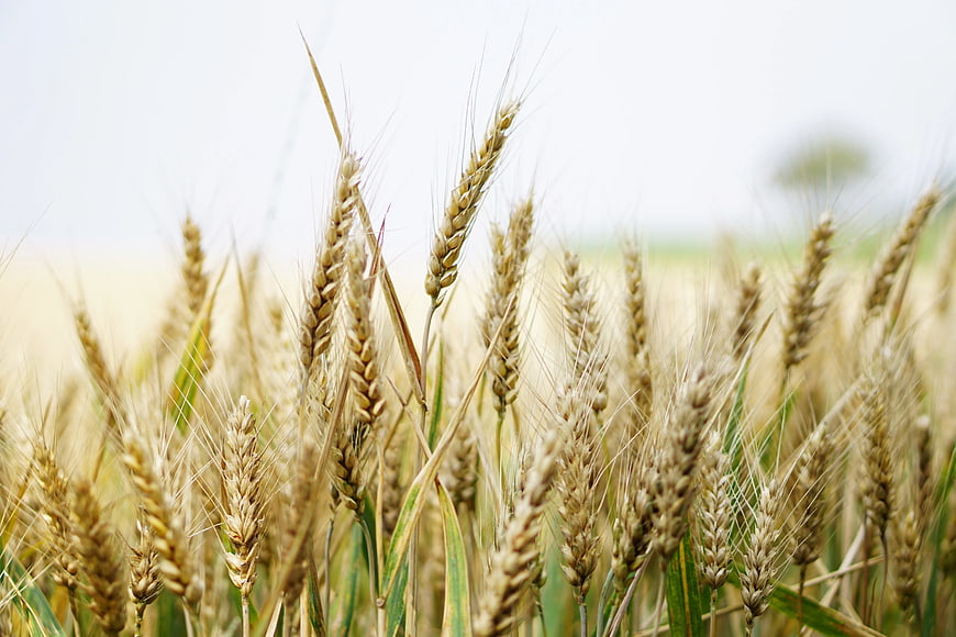 Close-up of Golden Wheat Ears in a Field