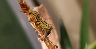 Yellow Spotted Caterpillar on Dried Plant Stem