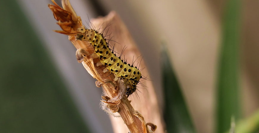 Yellow Spotted Caterpillar on Dried Plant Stem