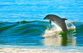Dolphin Leaping Out of Blue Ocean Wave