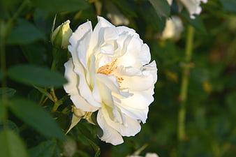 Close-up of a blooming white rose with yellow stamens