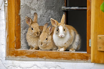 Three Cute Rabbits Sitting in a Wooden Window Frame
