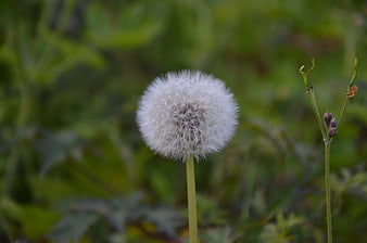 Close-up of a white dandelion seed head in a green field
