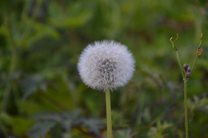 Close-up of a white dandelion seed head in a green field