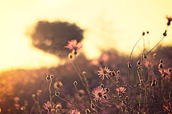 Purple wildflowers in a field at golden hour sunset