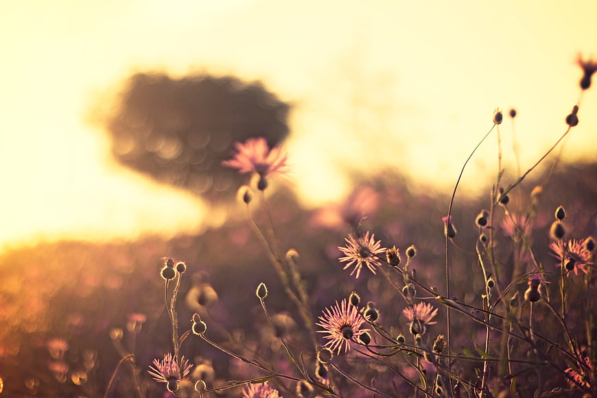 Purple wildflowers in a field at golden hour sunset