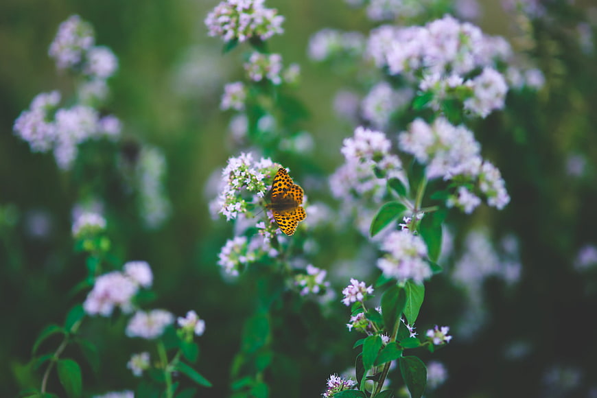 Orange butterfly on white flowers in garden