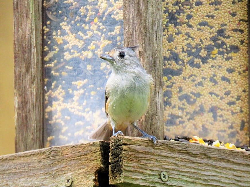 Tufted Titmouse perched on wooden bird feeder