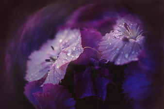 Close-up of purple flowers with water droplets
