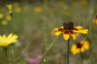 Close-up of yellow and red wildflower in meadow