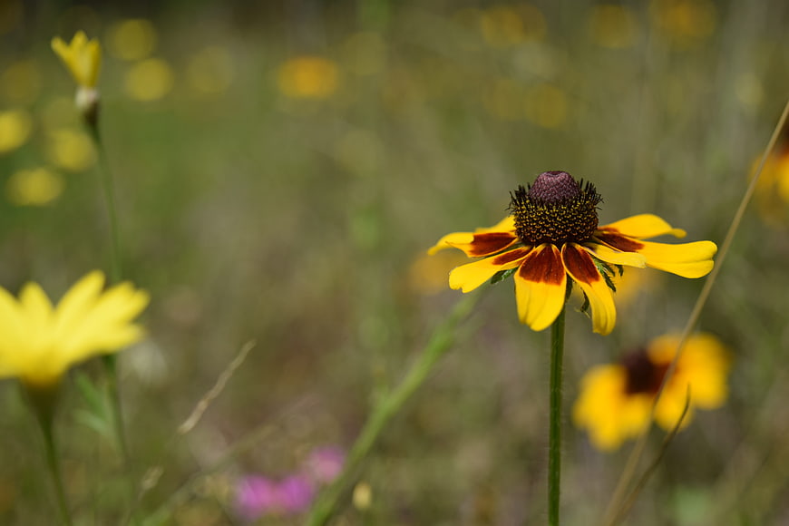 Close-up of yellow and red wildflower in meadow