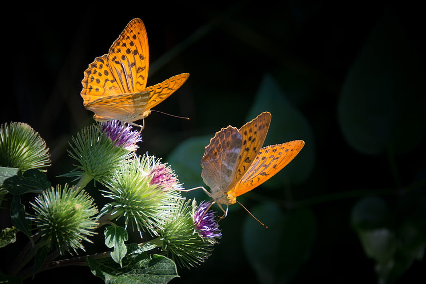 Two orange butterflies on purple thistle flowers