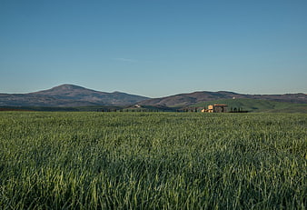 Serene Tuscan Landscape with Green Wheat Field and Distant Hills