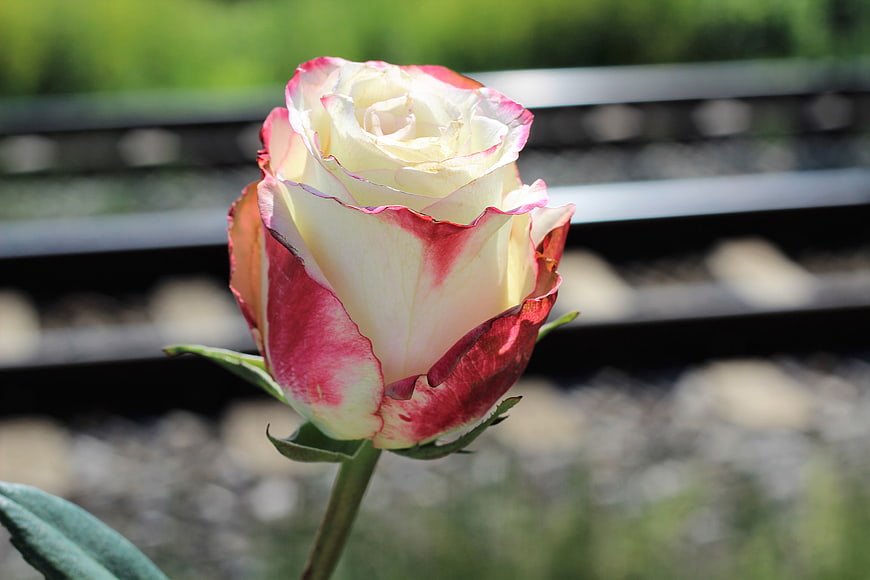 White and Red Rose Bud on Railway Tracks