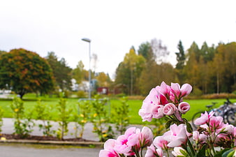 Pink geraniums in focus with blurred autumn park background