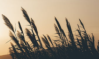Silhouette of tall pampas grass against warm sunset sky