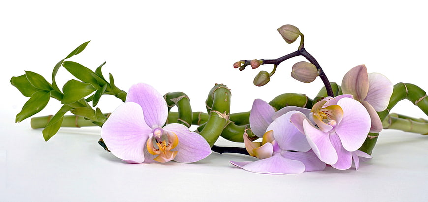 Purple Orchids and Lucky Bamboo on White Background