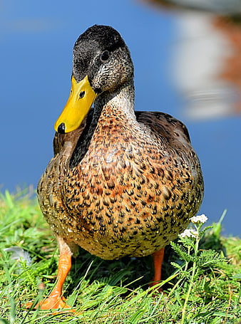 Mallard Duck Standing On Green Grass Near Water