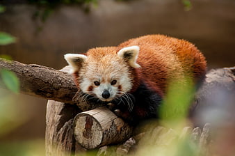 Cute Red Panda Resting on Tree Branch in Forest