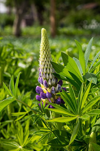 Purple Lupine Flower Bud in Green Garden