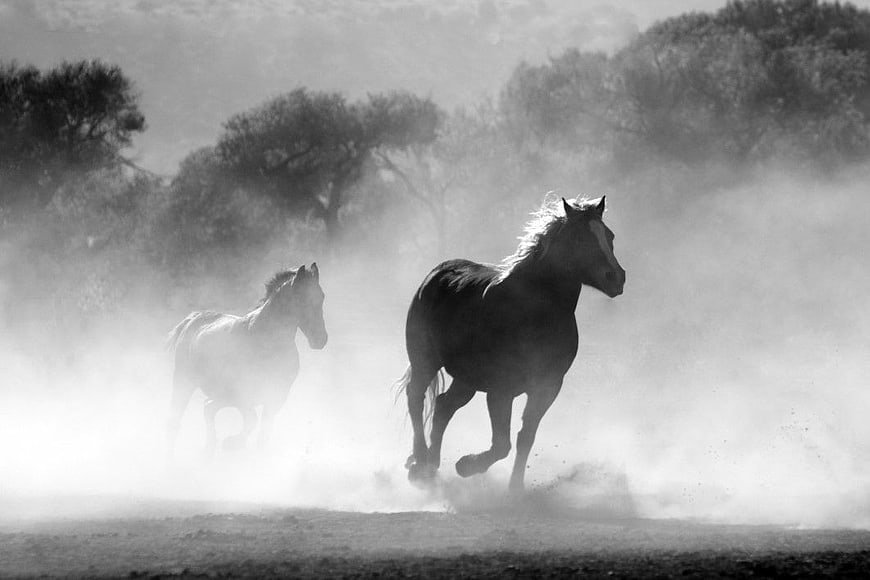 Dramatic Black and White Horses Running in Dust